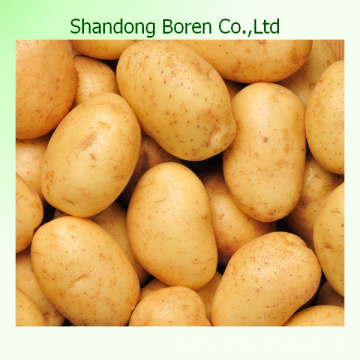 Batata fresca com preço competitivo na China